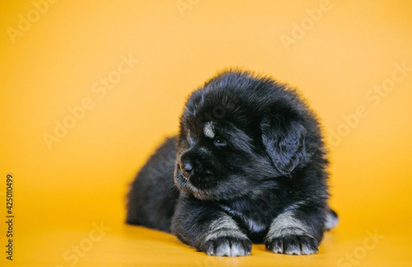 Fototapeta Tibetan mastiff 1 month puppy posing in studio yellow background. Pure breed mastiff from kennel	