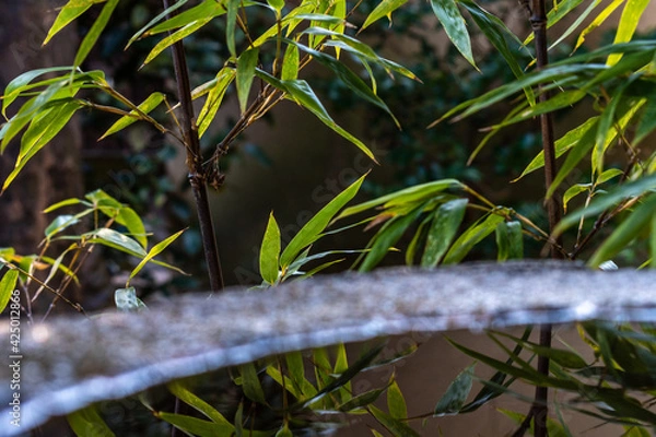 Fototapeta リフレクション