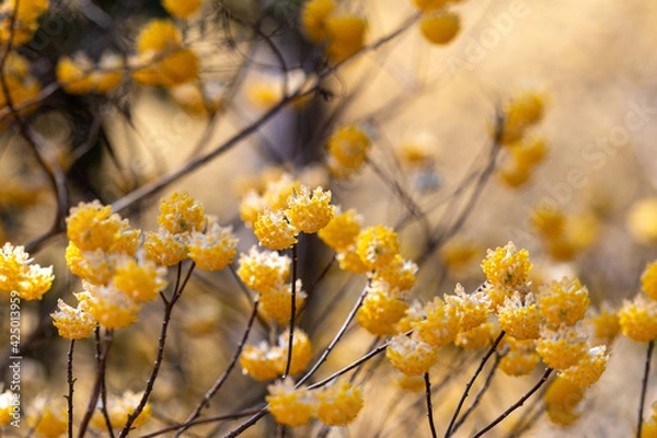 Fototapeta ミツマタ群生地