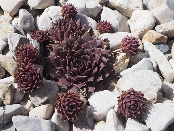 Obraz OLYMPUS DIGITAL CAMERA