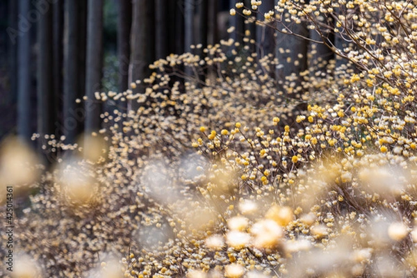 Fototapeta ミツマタ群生地
