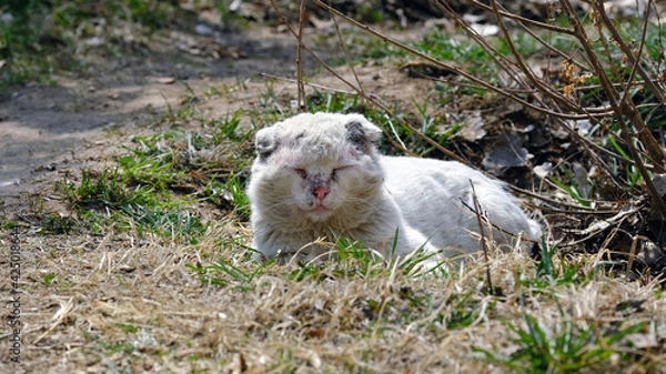 Obraz A stray cat lies on the grass