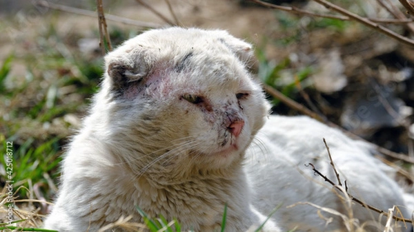 Obraz A stray cat lies on the grass