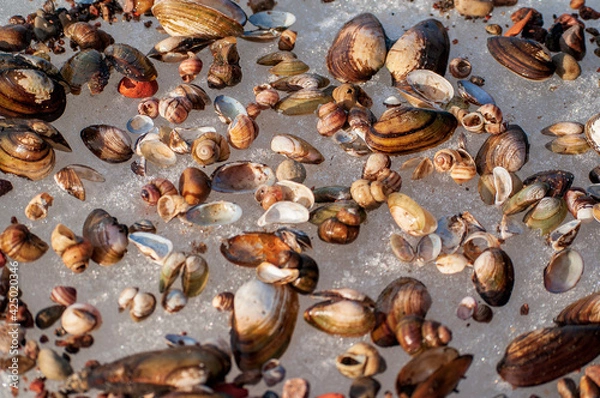 Obraz shells in the snow