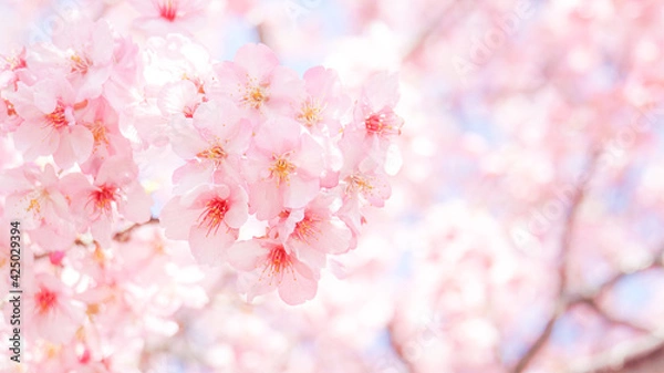 Obraz 桜のアップ