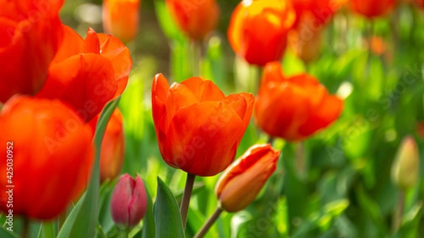 Fototapeta 赤いチューリップ
