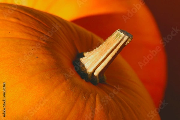 Obraz Pumpkin (Cucurbita moschata)