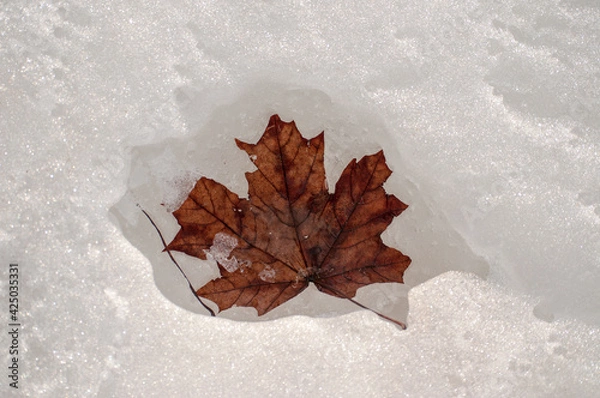 Obraz leaf in the snow