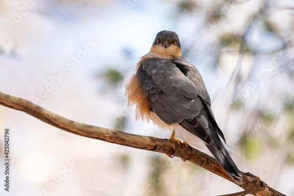 Fototapeta 春のハイタカ