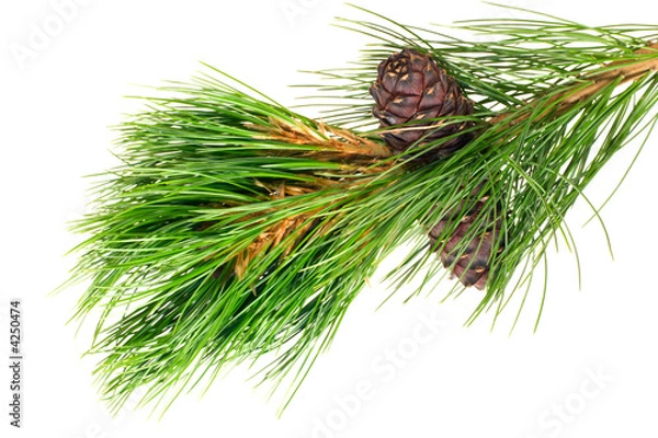 Obraz siberian cedar branch with ripe cone