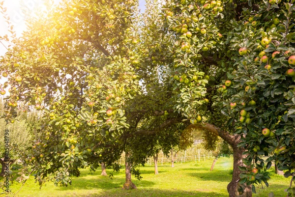 Obraz Apple tree in garden with fresh ripe apples