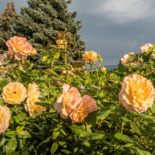 Obraz Rosen - gelb orange