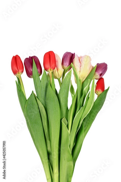 Fototapeta Bouquet of multicolored tulips isolated on a white background. Close-up.