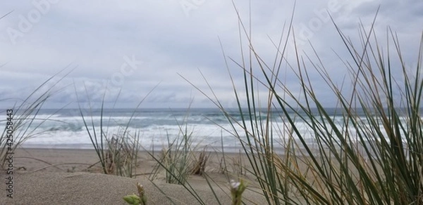 Obraz reeds on the beach