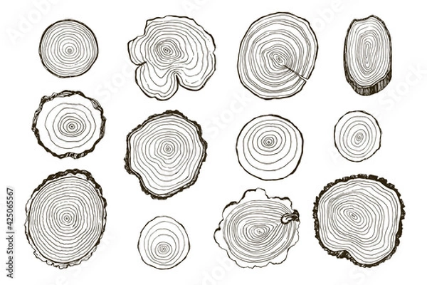 Fototapeta Tree rings hand drawn vector illustrations line set