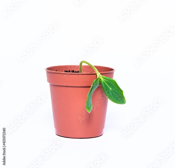 Obraz A young sprout sprouts in a pot on a white background. Seedling close-up. A new life. Cultivation.