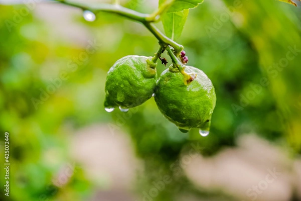 Fototapeta green lemons on a lemon tree