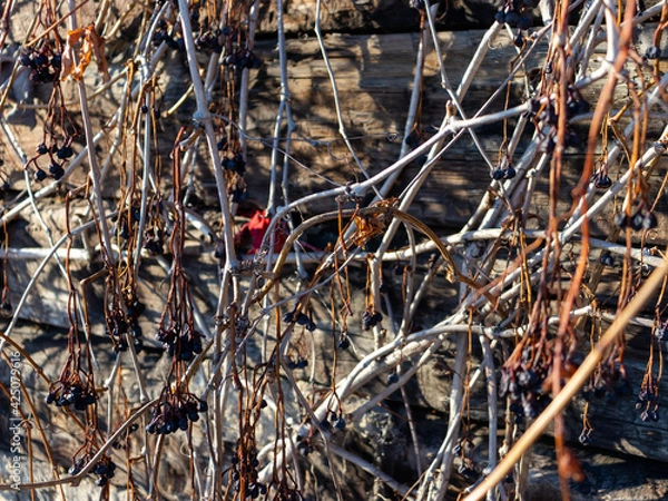 Fototapeta Branches of wild grapes with dried berries on an old wooden wall. Blur 