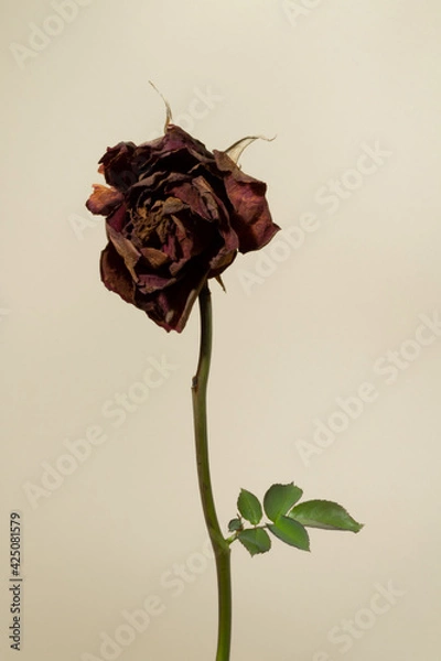 Fototapeta Withered red rose with dry petals on green stem and growing fresh green leaves against natural beige background. Minimal vintage aesthetic concept.