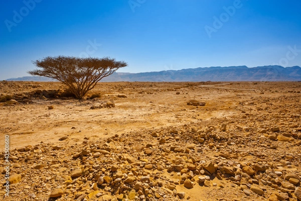 Fototapeta Tree in Desert