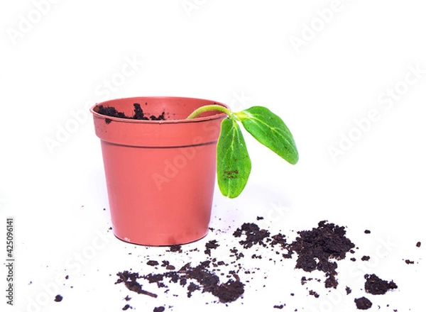 Obraz A young sprout sprouts in a pot on a white background. Seedling close-up. A new life. Cultivation.
