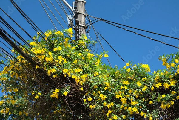 Obraz Caminho pra casa