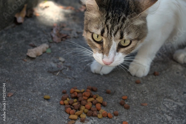 Obraz Street cat