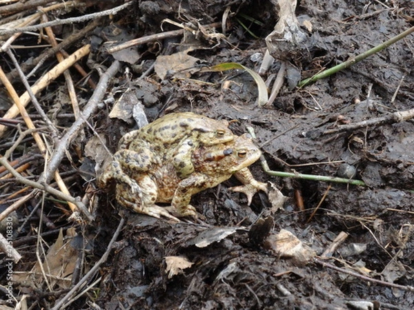 Fototapeta Amplexus of the common toad, European toad (Bufo bufo).
