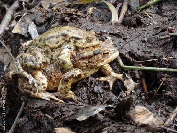 Fototapeta Amplexus of the common toad, European toad (Bufo bufo).