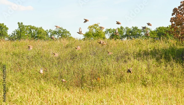 Fototapeta Large flock of grey partridges flies over the grass. Outdoors.