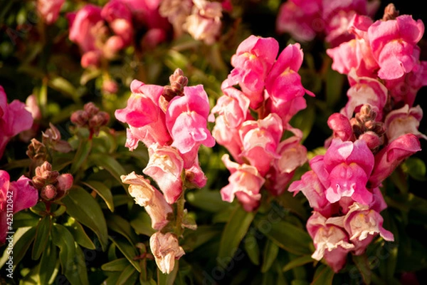 Obraz 夕暮れ時の花