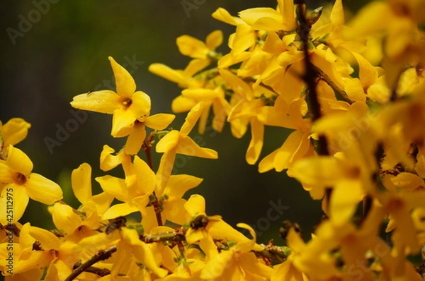 Obraz Close up photo of yellow blooming forsythia flowers on the bush on a dark green background during spring season