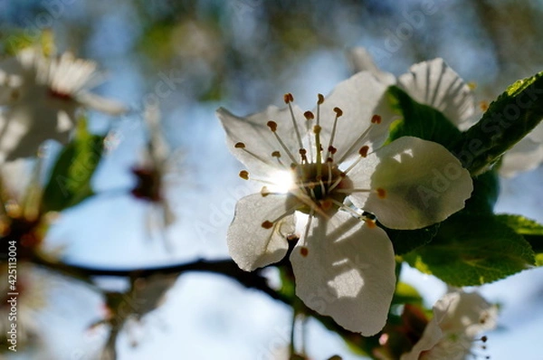 Obraz Close up photo of a beautiful white cherry blossom during spring season, photographed directly to the sun