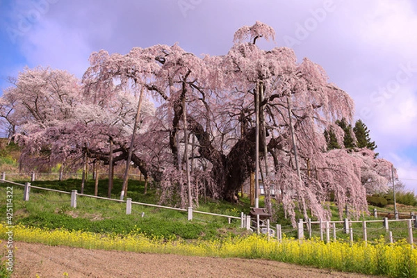 Fototapeta 2021年　三春町　滝桜