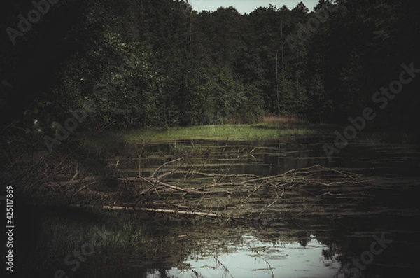 Obraz wetlands in the forest.