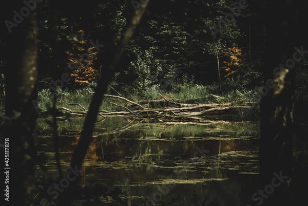 Obraz wetlands in the forest
