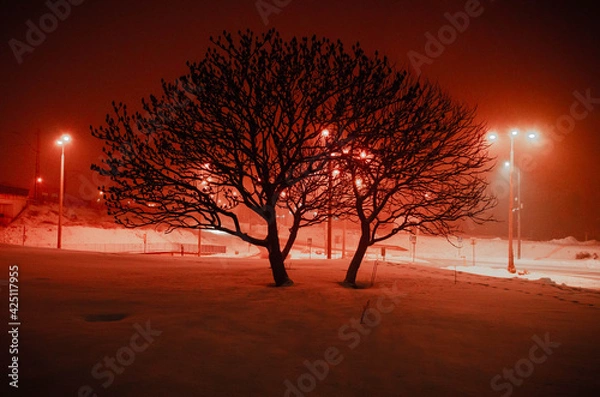 Obraz tree in the city on a red background