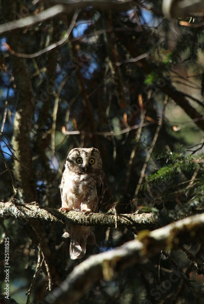 Obraz chouette de tengmalm