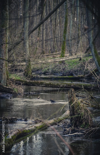 Obraz fallen trees in the river