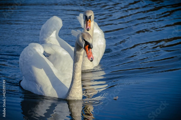 Obraz two swans on lake