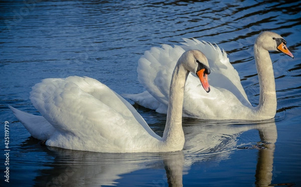 Obraz two swans
