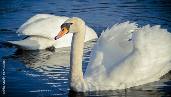 Obraz two swans