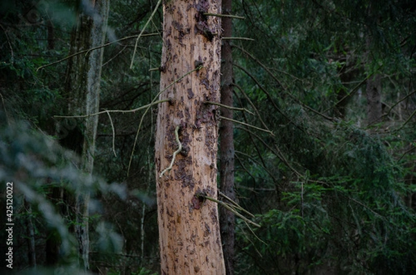 Obraz tree without bark