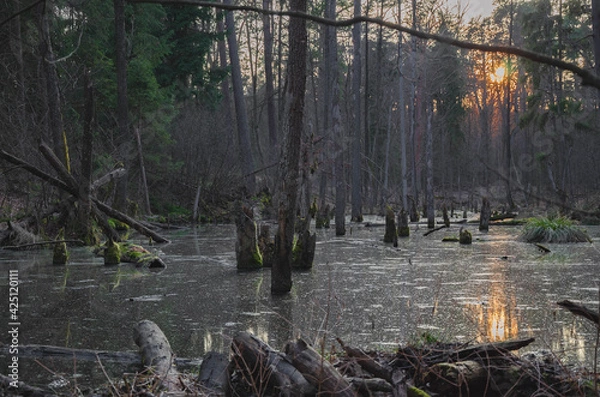 Obraz beaver dam at sunset