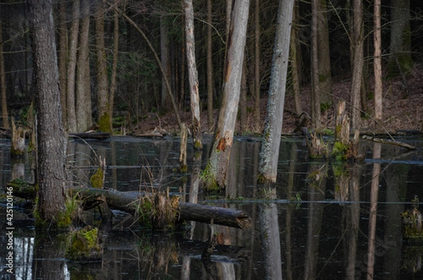 Fototapeta beaver dam