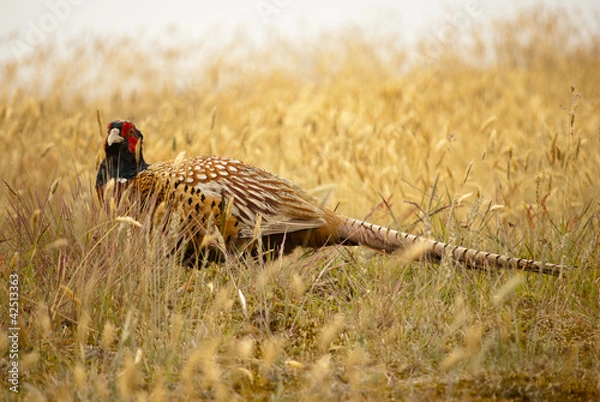 Obraz Fasan (Phasianus colchicus)