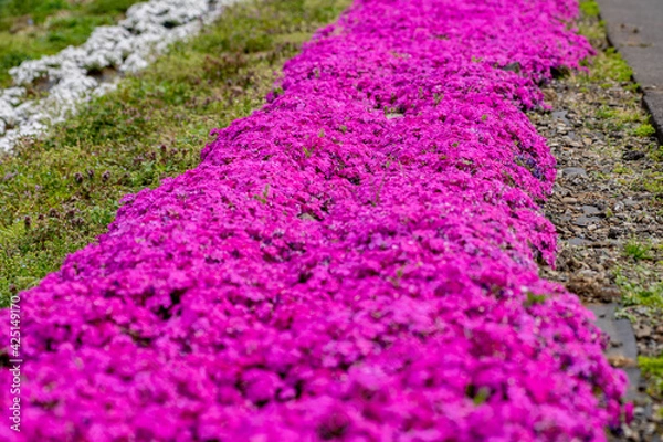 Obraz 田園地域春の風景
