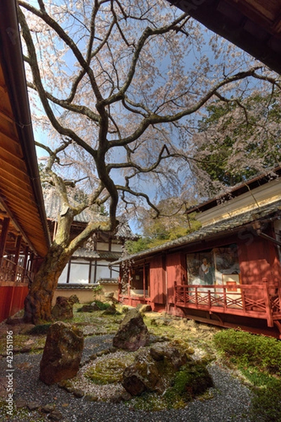 Fototapeta 十輪寺の三方普感の庭のなりひら桜