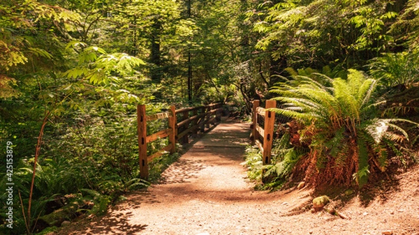 Fototapeta Sunlight highlights footbridge on shady Capilano Pacific forest trail in BC, Canada
