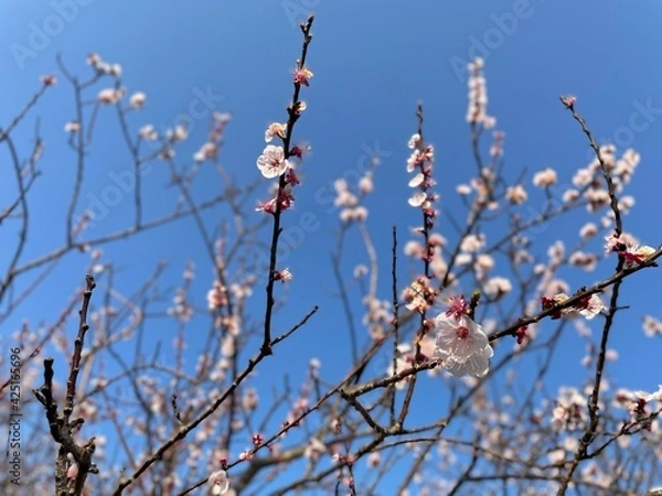 Fototapeta 満開のあんずの花